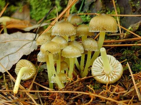 Image of Mycena