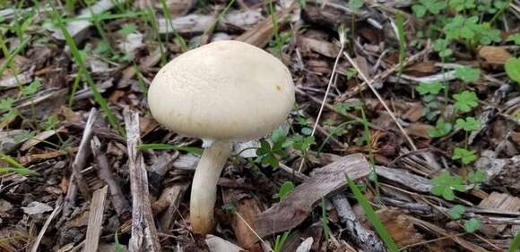 Image of Leratiomyces riparius (A. H. Sm.) Redhead 2014