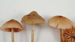 Image of Bonnet Mushroom