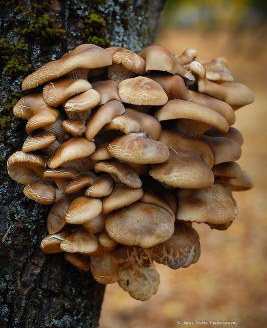 Image of Pleurotus