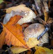 Image of Agaricus deardorffensis Kerrigan 2016