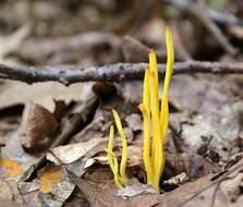 Clavulinopsis resmi