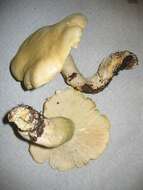 صورة Leucopaxillus albissimus (Peck) Singer 1939