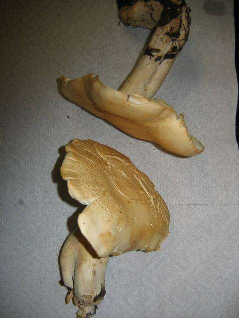 صورة Leucopaxillus albissimus (Peck) Singer 1939