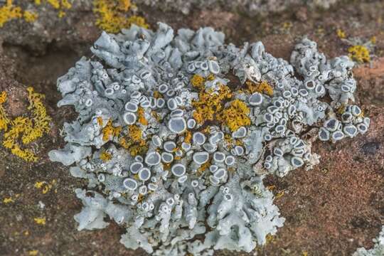 Image of rosette lichen