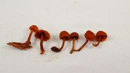 Imagem de Gymnopilus rufescens Hesler 1969