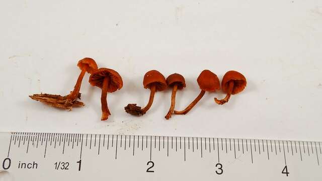 Imagem de Gymnopilus rufescens Hesler 1969