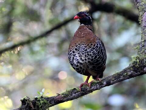 Image of Red-billed Partridge