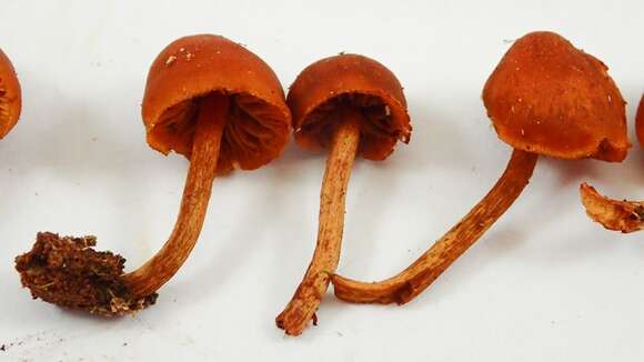 Image of Gymnopilus rufescens Hesler 1969