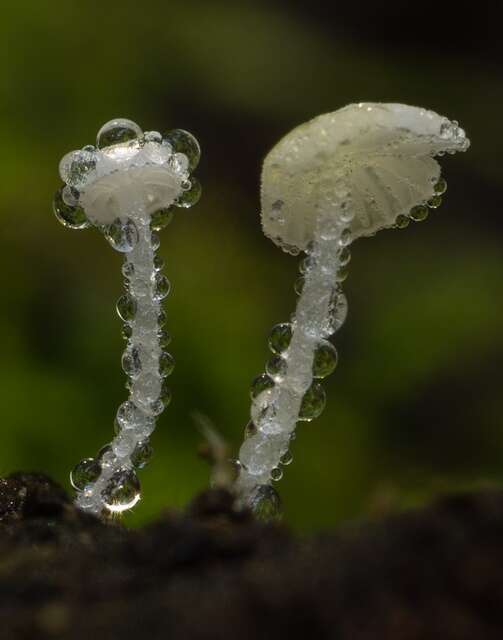 Image of Hemimycena