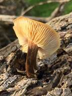 Image de Flammulina lupinicola (Redhead & R. H. Petersen) C. Hahn 2016