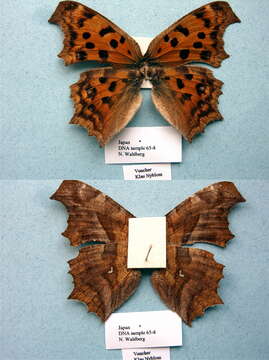 Слика од Polygonia c-aureum Linnaeus 1758