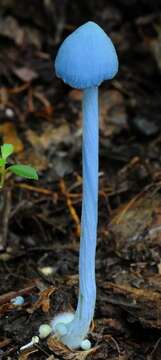 Image of Entoloma virescens (Sacc.) E. Horak ex Courtec. 1986