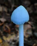 Image of Entoloma virescens (Sacc.) E. Horak ex Courtec. 1986