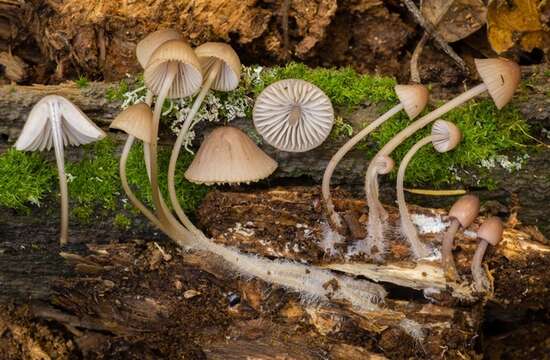 Image of Mycena bulliformis B. A. Perry & Desjardin 2016