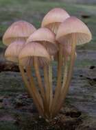 Image of Mycena bulliformis B. A. Perry & Desjardin 2016