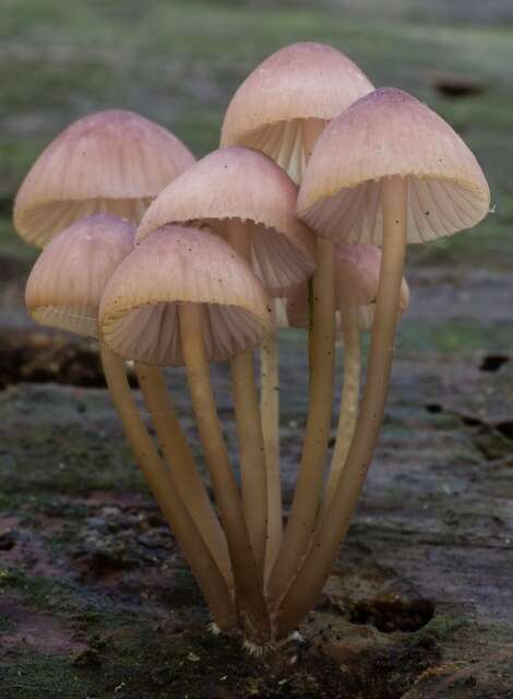 Sivun Mycena bulliformis B. A. Perry & Desjardin 2016 kuva