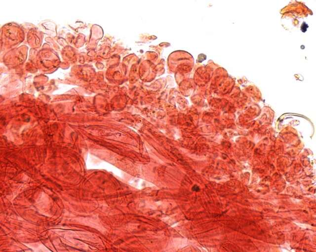 Image of Mycena bulliformis B. A. Perry & Desjardin 2016