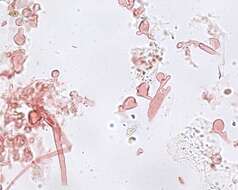 Sivun Mycena bulliformis B. A. Perry & Desjardin 2016 kuva