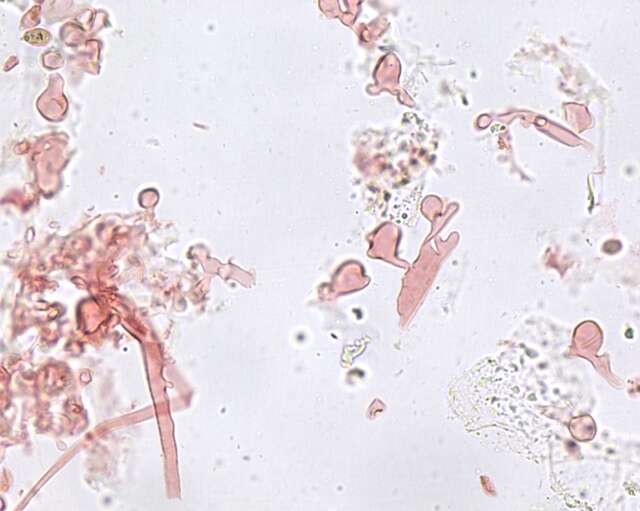 Sivun Mycena bulliformis B. A. Perry & Desjardin 2016 kuva