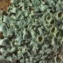 Image of hypotrachyna lichen