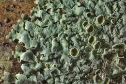 Image of hypotrachyna lichen