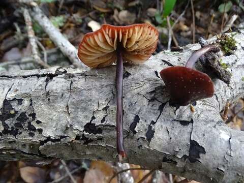 Image of Marasmius