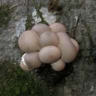 Image de Lycoperdon