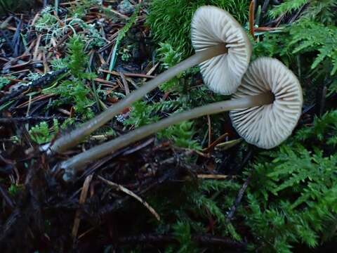 Image of Entoloma cetratum (Fr.) M. M. Moser 1978