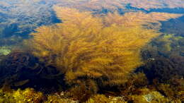 Слика од Sargassum horneri