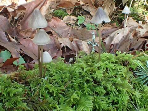 Plancia ëd Mycena parabolica (Fr.) Quél. 1872