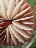 Image of Marasmius