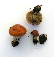 Image of Leratiomyces