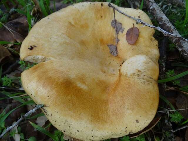 Image of Lactarius alnicola A. H. Sm. 1960