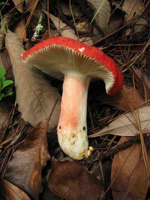 Image of Russula sanguinea Fr. 1838