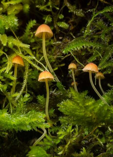 Image of Mycena acicula (Schaeff.) P. Kumm. 1871