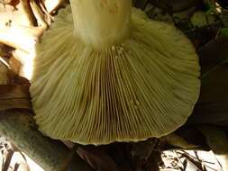 Слика од Lactarius argillaceifolius Hesler & A. H. Sm. 1979