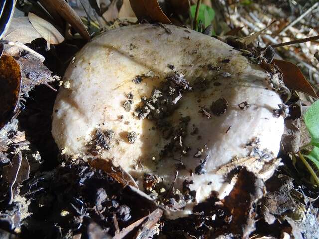 Слика од Lactarius argillaceifolius Hesler & A. H. Sm. 1979