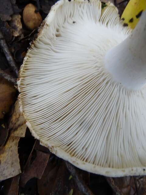 Russula brevipes Peck 1890 resmi