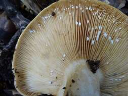 Слика од Lactarius argillaceifolius Hesler & A. H. Sm. 1979