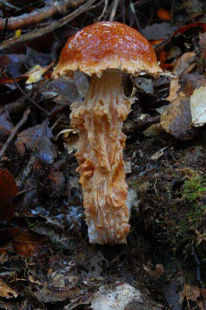 Image of Austroboletus