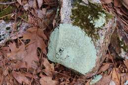 Image of flavoparmelia lichen