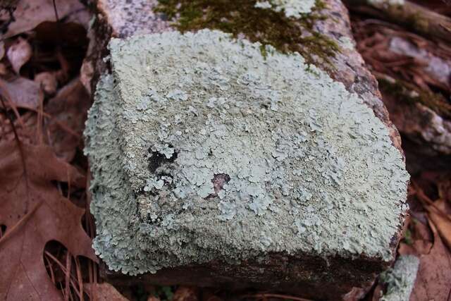 Image of flavoparmelia lichen