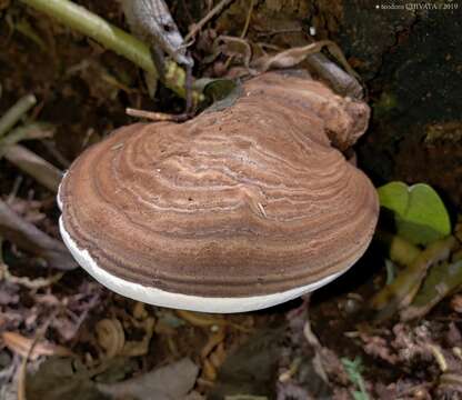 Imagem de Ganoderma