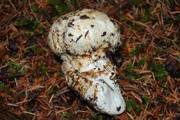 Image of White Matsutake