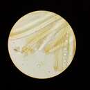 Image of Smardaea planchonis (Dunal ex Boud.) Korf & W. Y. Zhuang 1991