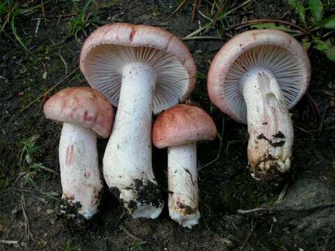 Image of Hygrophorus