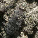 Image of Chrysobothris shawnee Wellso & Manley 2007