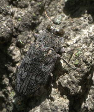 Image of Chrysobothris shawnee Wellso & Manley 2007