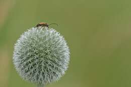 Image of Black-striped Longhorn Beetle